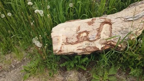 Tracking shot of an old 2 old logs lying on the ground - 4K Stock Footage 132636736