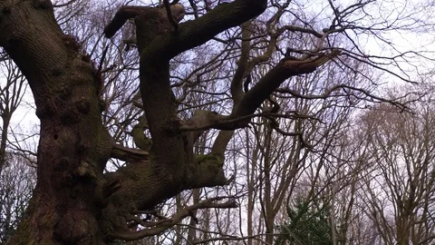 Tracking Shot Of Old Ancient Oak Tree in Middle Earth Lord of the Ring Shire. Stock Footage 89639852