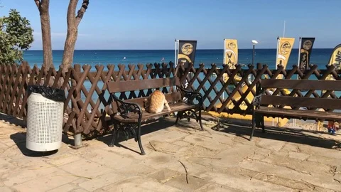 Tracking Shot of Orange Cat sitting on the bench near beach at Protaras Stock Footage 90418687