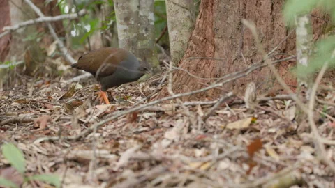Tracking shot of an orange-footed scrubfowl foraging in a rainforest Stock Footage 220325612