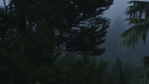 Tracking shot out car window of dark foggy forest in Tillamook, Oregon Stock Footage 220312874