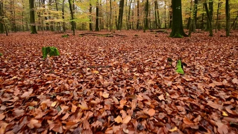 Tracking shot over the autumn beech forest ground Video stock 199964536