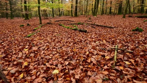 Tracking shot over the autumn beech forest ground Stock Footage 199965084