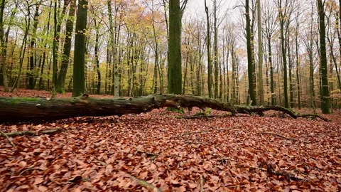 Tracking shot over autumn beech forest ground with dead wood Stock Footage 199968189