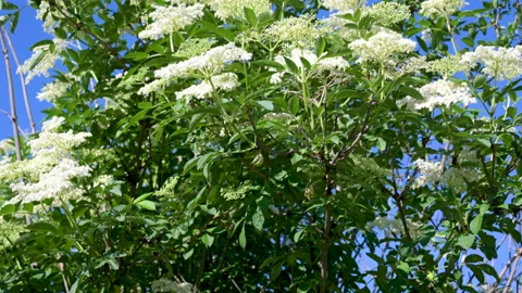 Tracking shot over blooming elderberry blossoms as a close-up view Stock Footage 130848895