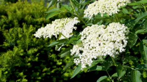 Tracking shot over blooming elderberry blossoms as a close-up view Stock Footage 130849259