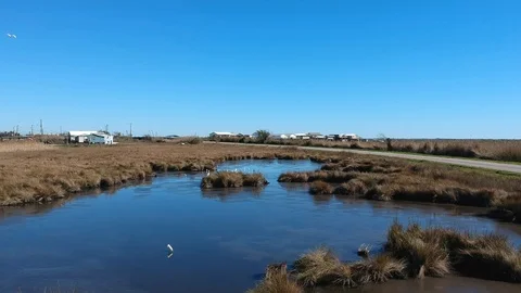 Tracking shot over a bog with cranes and clear blue sky Stock Footage 101552214