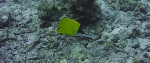 Tracking shot over completely destroyed coral reefs due to global warming, a  Video stock 122682420