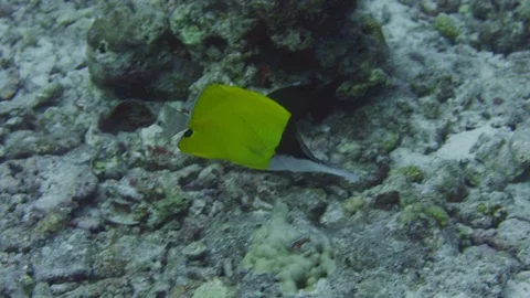 Tracking shot over completely destroyed coral reefs due to global warming, a  Stockbeeldmateriaal 122684498