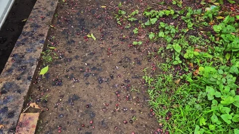Tracking Shot Over Fallen Jamun Fruits Scattered on Ground Beneath Tree Stock Footage 340972101