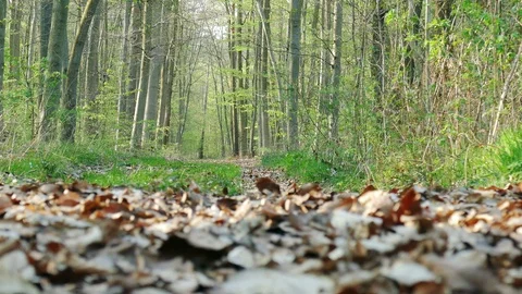Tracking shot over a forest path Stock Footage 91221997