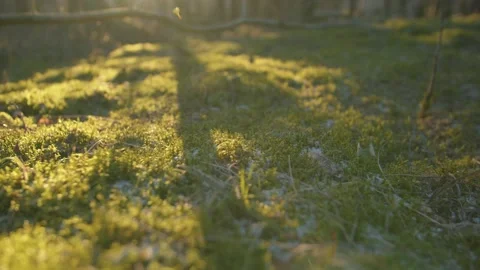 Tracking shot over lush green mossy ground with sunlight in Finland Stock Footage 146275002
