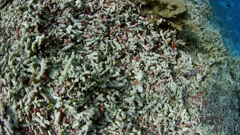 Tracking shot over a partially destroyed coral reef, Indonesia Stock Footage 94300317