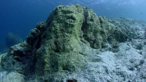 Tracking shot over a partially destroyed coral reef, Indonesia Stock Footage 94326376