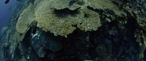 Tracking shot over a partially destroyed coral reef, Maldives, Indian Ocean Видео 103330246