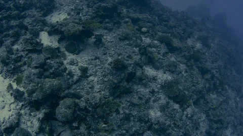 Tracking shot over partly destroyed Coral Reef due of global warming, Maldive Видео 123834100