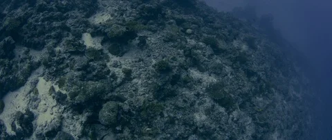 Tracking shot over partly destroyed Coral Reef due of global warming, Maldive Stock Footage 123848448