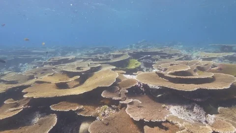 Tracking shot over table coral (Acropora), Maldives, Indian Ocean Stockbeeldmateriaal 83228716