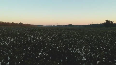 Tracking shot over top of large cotton field Stock Footage 131341429