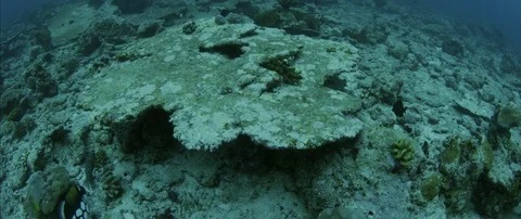 Tracking shot over totally destroyed Coral Reef due of global warming, Maldiv 動画素材 122679819