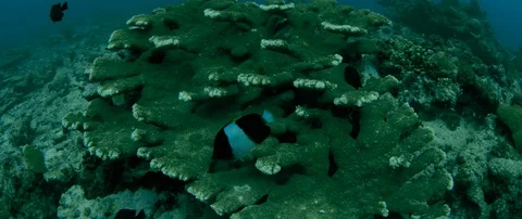 Tracking shot over totally destroyed Coral Reef due of global warming, Maldiv Stock Footage 122680286