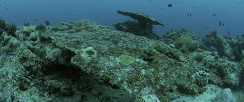 Tracking shot over totally destroyed Coral Reef due of global warming, Maldiv Stock Footage 122681675