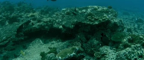 Tracking shot over totally destroyed Coral Reef due of global warming, Maldiv Stock Footage 122681958