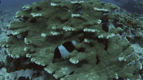 Tracking shot over totally destroyed Coral Reef due of global warming, Maldiv Stock Footage 122683116