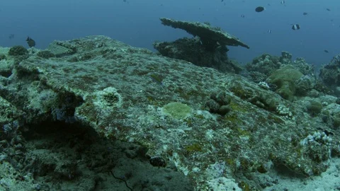 Tracking shot over totally destroyed Coral Reef due of global warming, Maldiv Stock Footage 122683808