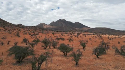 Tracking shot over vast arid red plain with sparse dry scrubland and bare trees Stock Footage 336499661