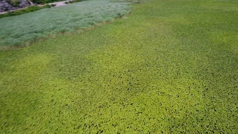 Tracking shot over water covered in lily pads Stock-Footage 100907472