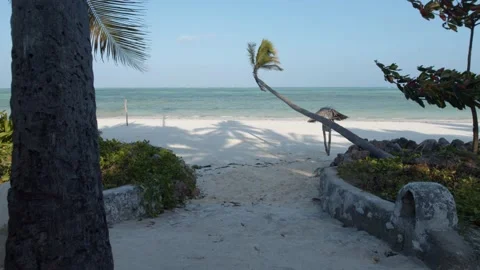 Tracking shot of palm tree leaning extending over perfect sandy beach Stock Footage 148531206