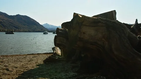 Tracking shot passing tree trunk on Roys Bay in Wanaka, New Zealand Stock Footage 90336176