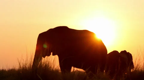 Tracking shot past two elephants at sunset Stock Footage 38138621
