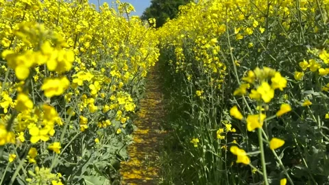 Tracking shot on path among yellow canol Stock Footage 272326653
