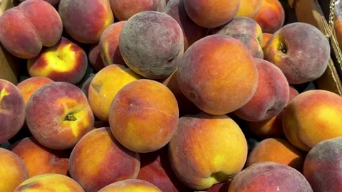 Tracking shot on peaches Stock Footage 280189786
