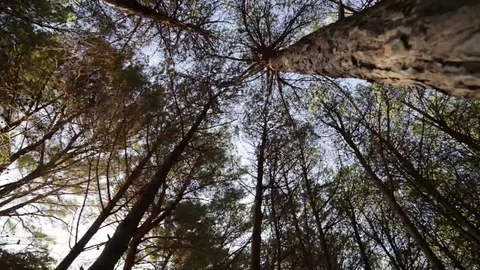 Tracking shot of pine forest blowing in the wind Stock Footage