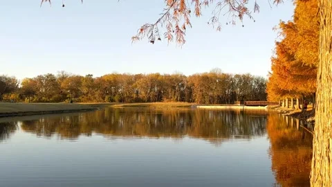 Tracking shot of placid pond, tree in foreground gives way to faraway fisherman Stock-Footage 145042307