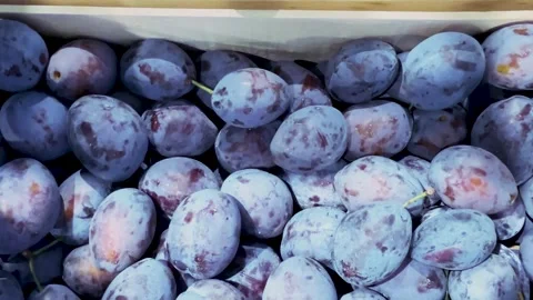 Tracking shot on plums displayed in crates Stock Footage 317220881