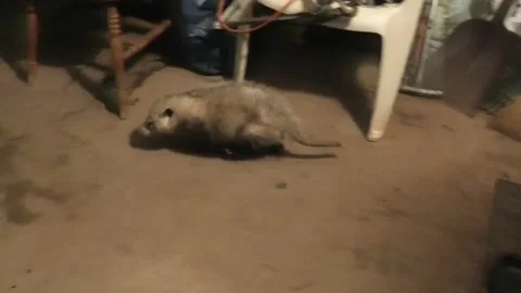 Tracking Shot of a Possum in the Dark Stock Footage 153940669