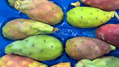 Tracking shot on prickly pears Stock Footage 300613712