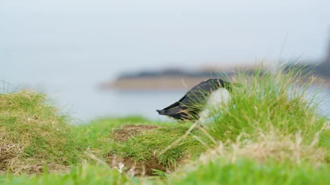 Tracking shot of Puffin walking on grass, Lunga, Treshnish Isles, Scotland Stock Footage 277440203