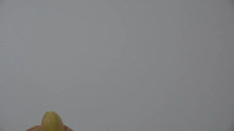 Tracking shot. Purple orchids. Stock-Footage 49952007