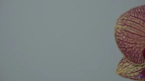 Tracking shot. Purple orchids. Stock Footage 49952012