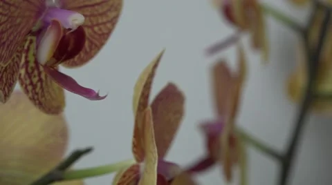 Tracking shot. Purple orchids. Stock Footage 49952022