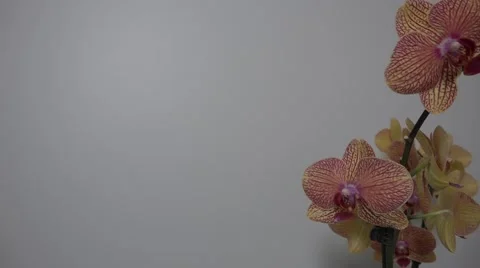 Tracking shot. Purple orchids. Stock Footage 49952029