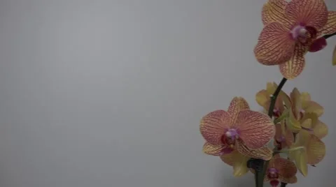 Tracking shot. Purple orchids. Stock Footage 49952030