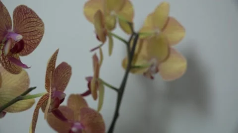 Tracking shot. Purple orchids. Stock Footage 49952031
