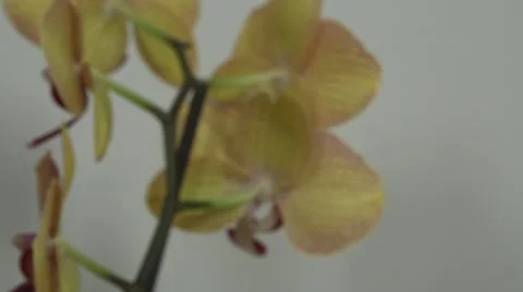 Tracking shot. Purple orchids. Stock Footage 49952629
