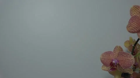 Tracking shot. Purple orchids. Stock Footage 49952665